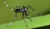 Vigilância Epidemiológica de Guanhães divulga resultado do Levantamento dos focos de Aedes Aegypti na cidade