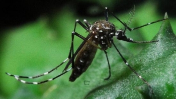 2º caso da febre Chikungunya é confirmado em Minas, na região do Vale do Aço