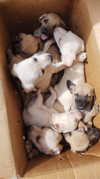 Caixa com nove filhotes de cachorro é abandonada na porta de morador da Av. Milton Campos em Guanhães