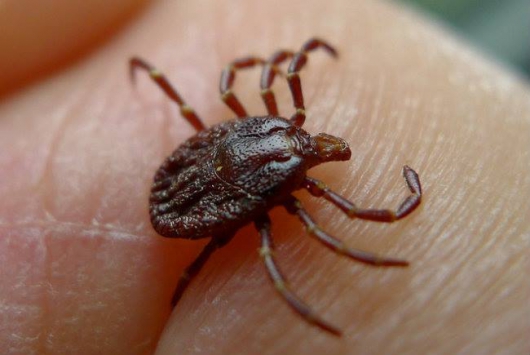 Onda de Febre Maculosa na capital tem um suspeito guanhanense