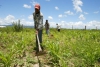 Serro: Pronaf realiza programa de benefício aos agricultores familiares