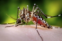 Municípios de Minas vão receber R$ 36 milhões para combate ao mosquito da dengue