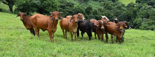 Minas Gerais suspende a vacinação contra a febre aftosa em 2023