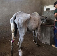 FORÇA -TAREFA: Égua abandonada em estado crítico é resgatada por voluntários em Guanhães