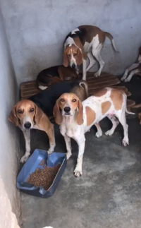 SOLIDARIEDADE PET: Seis cães são resgatados em situação de maus tratos e encontram-se sob a guarda da Polícia Ambiental