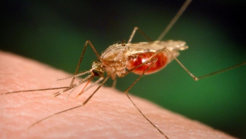 Com seis casos confirmados, Diamantina tem surto de malária