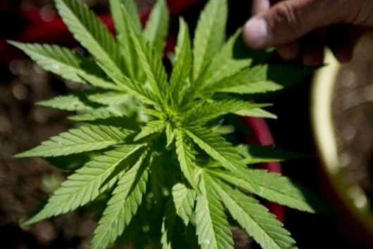 Pedido de vista suspende julgamento da descriminalização do porte de maconha