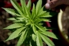 Pedido de vista suspende julgamento da descriminalização do porte de maconha