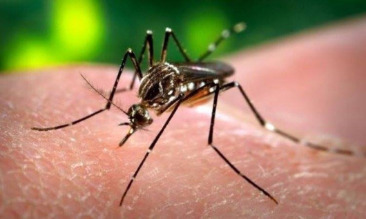 Microcefalia por zika vírus investigada em BH