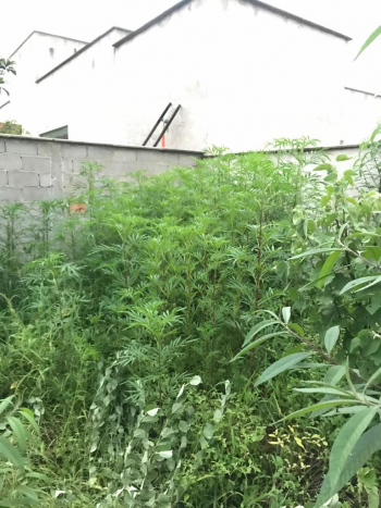 Polícia Militar apreende plantação de maconha no bairro Nações em Guanhães