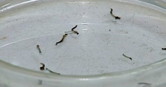 ATENÇÃO MORADORES: Período chuvoso acende alerta para a proliferação do mosquito aedes aegypti, transmissor da dengue, zika e chikungunya