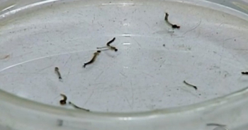ATENÇÃO MORADORES: Período chuvoso acende alerta para a proliferação do mosquito aedes aegypti, transmissor da dengue, zika e chikungunya