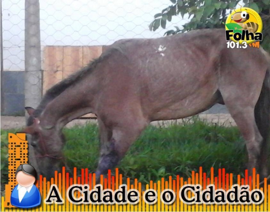 Denúncia: Cavalo sofre acidente e é abandonado em via pública