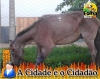Den&uacute;ncia: Cavalo sofre acidente e &eacute; abandonado em via p&uacute;blica