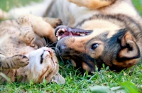Campanha anti-rábica destinada a cães e gatos segue em Guanhães