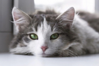 MUNDO PET: ONG Pets de Rua e Adoção Guanhães alerta sobre aumento dos casos de FIV e FELV na cidade - duas doenças que acometem gatos e podem ser fatais