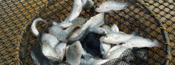 Piracema tem início nesta semana e traz restrições à pesca de peixes nativos