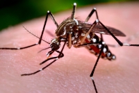 Dengue: LIRAa divulgada pelo Ministério de Saúde mostra Guanhães em estado de alerta
