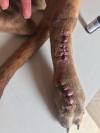SOLIDARIEDADE PET: Conheça o Xande, um filhotinho que foi atropelado e precisou amputar um dedo, saiba como ajudar!