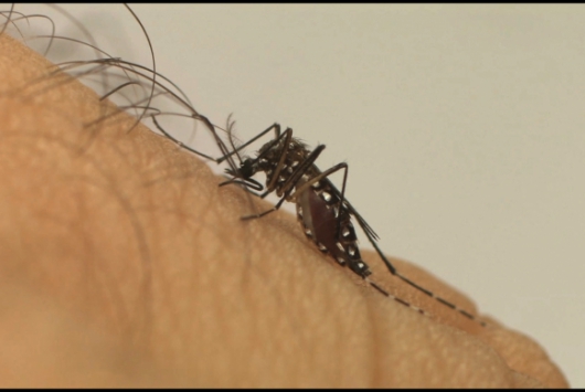 Mortes por dengue chegam a 19 em Minas Gerais, diz Secretaria de Saúde
