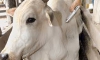 ATENÇÃO PRODUTORES DE GUANHÃES: Campanha de vacinação do gado contra febre aftosa segue até o dia 10 de dezembro!