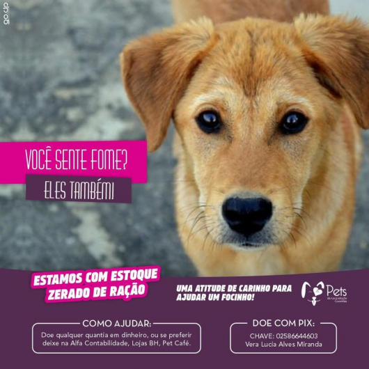 Neste sábado tem feira de adoção de animais de rua em Guanhães