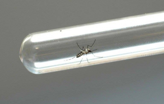 Vacina contra zika entra em fase de testes clínicos nos EUA
