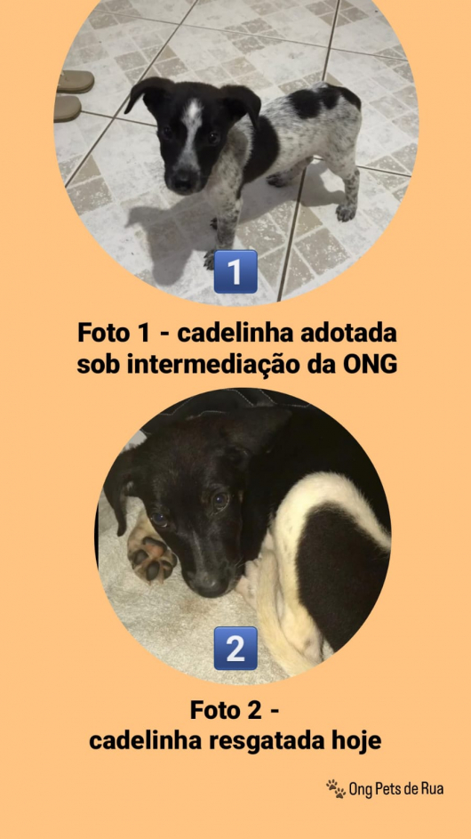 ONG Pets de Rua e Adoção Guanhães esclarece mal entendido envolvendo cadelinha adotada