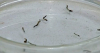 Período chuvoso acende alerta para a proliferação do mosquito aedes aegypti
