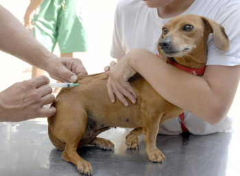 ATENÇÃO TUTORES: Campanha de vacinação contra a raiva animal começa nesta segunda em Guanhães