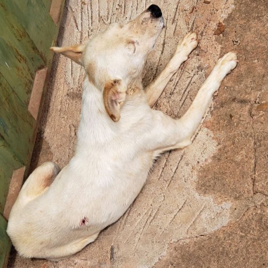 Caso de cão alvejado com arma de fogo em Guanhães deixa internautas e voluntários indignados