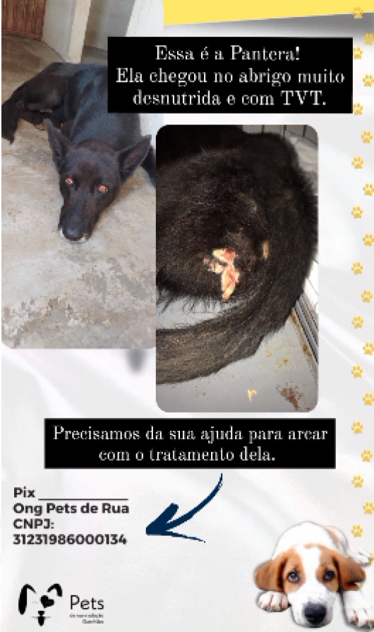 SOLIDARIEDADE PET: Conheça a história da cadelinha Pantera, e saiba como ajudar!