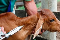 ATENÇÃO PRODUTORES: Segunda fase da vacinação contra a brucelose já está em andamento