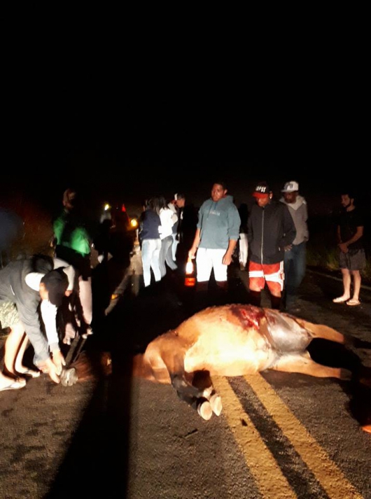 GUANHÃES: Motoqueiro morre ao bater em uma égua na saida para Virginópolis