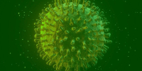 Estudo revela que infectados pela Covid-19 podem gerar anticorpos permanentes