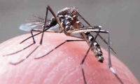 Escolas estaduais terão plano de conscientização contra o Aedes aegypti
