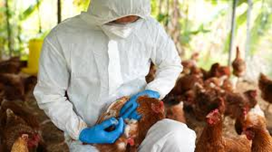 Minas confirma caso de gripe aviária na Grande BH e governo decreta emergência sanitária