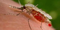Minas Gerais tem 20 casos confirmados de malária neste ano; outros cinco são suspeitos