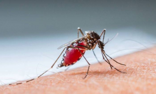 Casos de dengue têm previsão de crescimento no país, anuncia Saúde